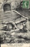 CPA Ours Paris Jardin des Plantes Ours blancs Europe centrale 