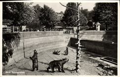 CPA Ours Bern Barengraben 