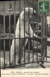 CPA Ours Paris Jardin des plantes Ours Blanc Ursus Maritimus Linne Europe centrale 