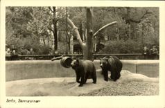 CPA Ours Berlin Barenwinger 