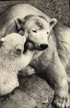 CPM Ours Ourse polaire et son petit