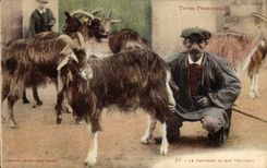 VINTAGE POSTCARD Goat the chevrier and his Pyrenees herd