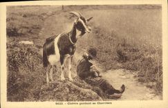 VINTAGE POSTCARD Goat keeping its chevriere