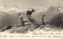 VINTAGE POSTCARD Chevre On the tops Switches green and Mont Blanc