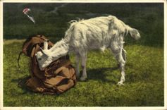 VINTAGE POSTCARD Goat Gitzi auf Besuch