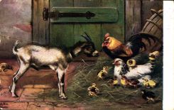 VINTAGE POSTCARD Goat