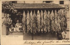 VINTAGE POSTCARD Tobacco Alsace Drying of the sheets of tobacco