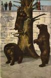 CPA Ours Bern Barengraben