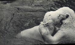 CPA Ours Parc zoologique du Bois de Vincennes Paris 
