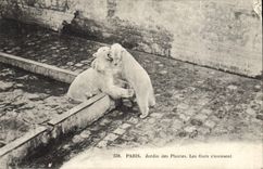 CPA Ours Paris Jardin des Plantes Les ours s'amusent 