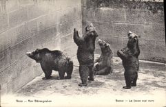 CPA Ours Bern Barengraben 