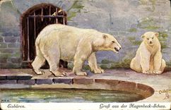 CPA Ours blancs Eisbaren 