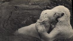 CPA Ours Parc zoologique du Bois de Vincennes Paris 