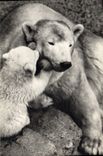 CPA Ours polaire et son petit 