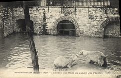 CPA Ours Paris Inondations de janvier 1910 La fosse aux ours du jardin des plantes