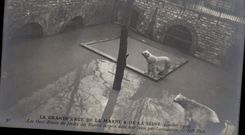 CPA Ours Paris Grande crue de la Seine Les ours blancs du jardin des plantes