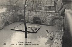 CPA Ours Crue de la Seine Paris La fosse aux ours envahie par les eaux 