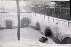 CPA Ours Inondations de Paris Au jardin des plantes Bain force 