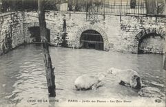 CPA Ours Crue de la Seine Paris Jardin des Plantes Les ours blancs