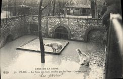 CPA Ours Crue de la Seine Paris La fosse aux ours envahie par les eaux Janvier 1910