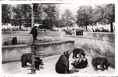CPA Ours Berne La fosse aux ours