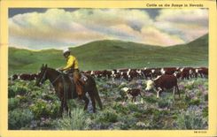 VINTAGE POSTCARD Indiens Cattle one the arranges in Nevada