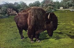 CPA American bison New York zoological park