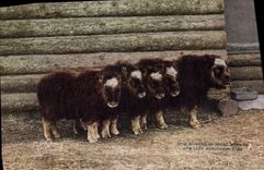 CPA Her of young Musk Ox New York zoological park 