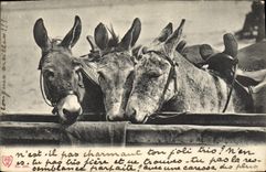 CPA Ane Mule 