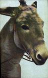 CPA Ane Mule 
