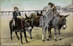 CPA Ane Mule Seaside donkeys 