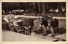 CPA Ane Mule Attelage 