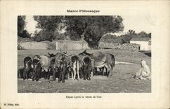 CPA Ane Mule Maroc Repos apres la venue de bois 