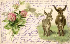 CPA Ane Mule 