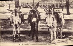 CPA Ane Mule Nous sommes quatre anes