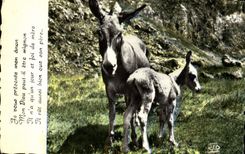 CPA Ane Mule Anesse et anon 