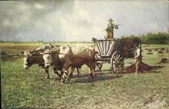 CPA Folklore Attelage Boeufs 