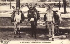 CPA Ane Mule Nous sommes quatre anes