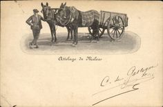 CPA Ane Mule Attelage de Mule