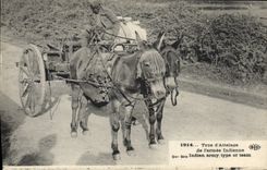 CPA Ane Mule Type d'attelage de l'armee indienne Militaria