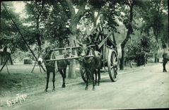 CPA Ane Mule Attelage landais 