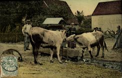CPA Folklore A l'abreuvoir Vaches 