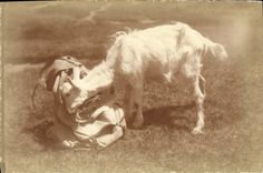 CPA Chevre 