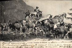 VINTAGE POSTCARD Goat Herd of goats