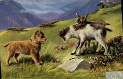 VINTAGE POSTCARD Goat Kid Dog
