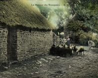 CPA Folklore Le retour du troupeau Moutons 