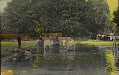 CPA Folklore Vue d'un coin de mare Boeufs 