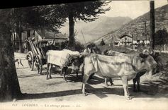 CPA Lourdes Un attelage paysan Boeufs 
