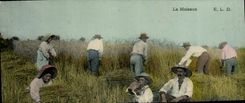 CPA Folklore La moisson 