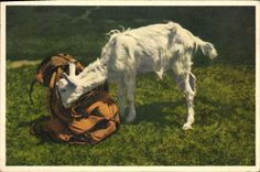 VINTAGE POSTCARD Chevrau Goat